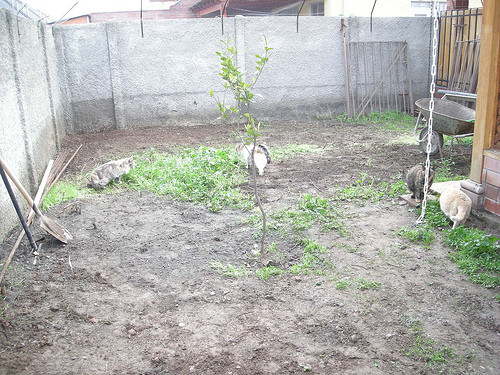 Proyecto de patio a retomar
