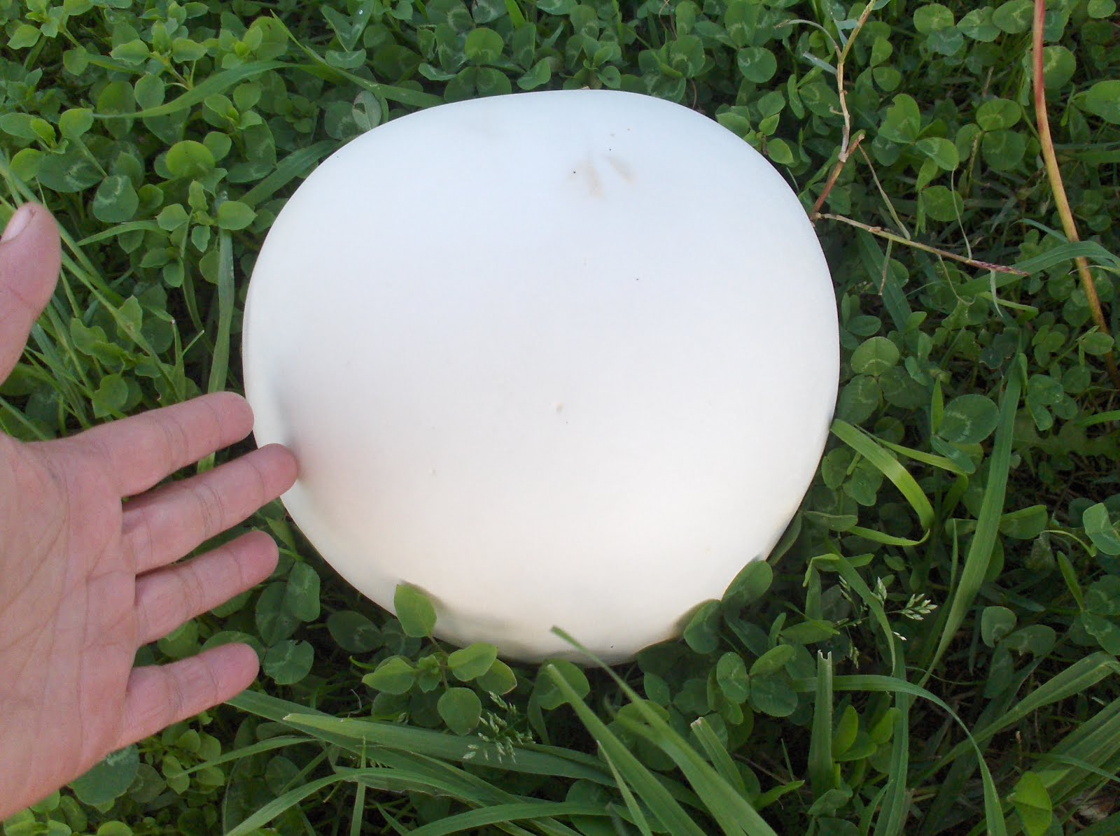 Seta en el césped de color blanco: Langermannia gigantea