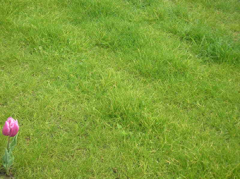 ¿Qué le está pasando a mi césped? (Fotos)