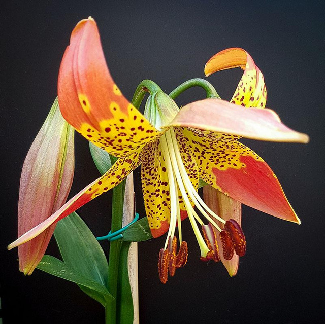 0-lilium-fusion.jpg