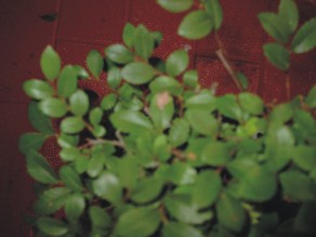 00-hoja3.jpg