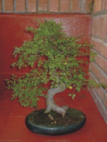 00-olmo2.jpg
