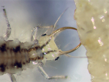 00001insectoolivo.gif