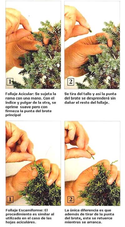 0006podapinzadox4b_copia2.jpg