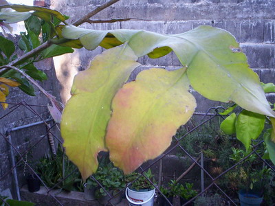 000_0994_redimensionar.JPG