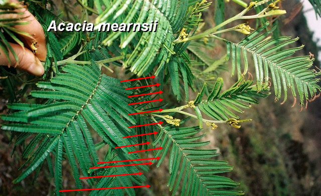 000acacia.jpg