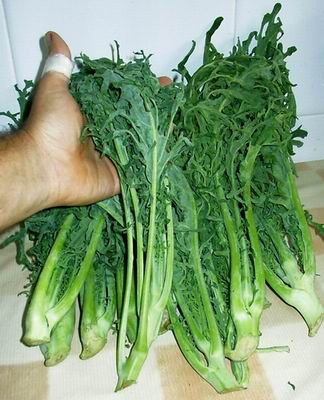 001_espigalls%20crus%20ma_03%20bis.JPG