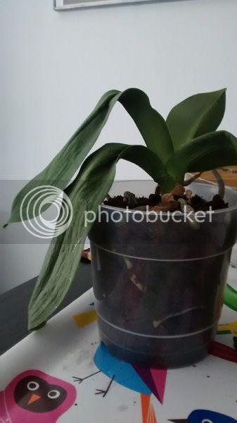 001_zps701a8752.jpg