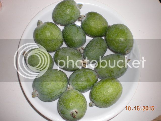 001_zpslqcmdm6j.jpg