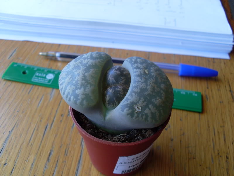 001lithops431-05-10.jpg