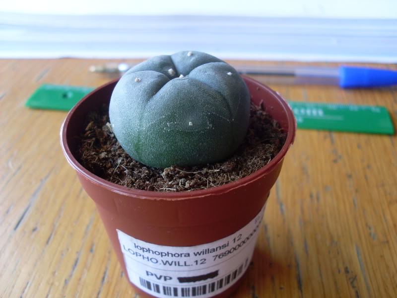 001lophophora31-05-10.jpg
