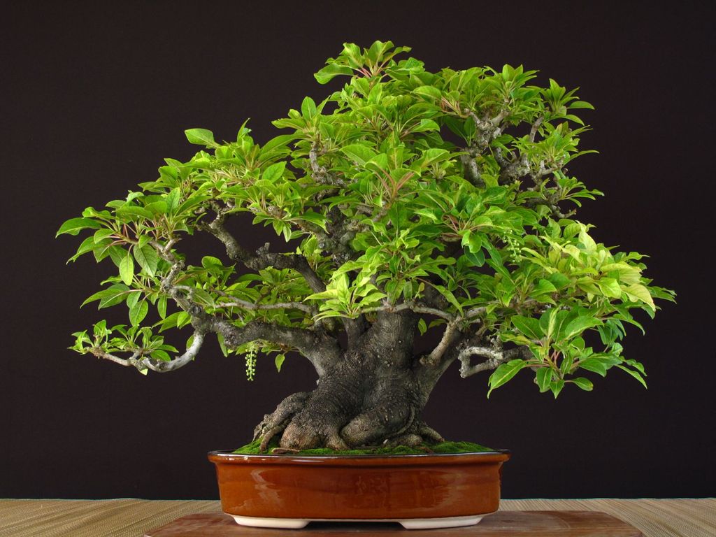 002-Ombu-Disciplinado-54cm2.jpg