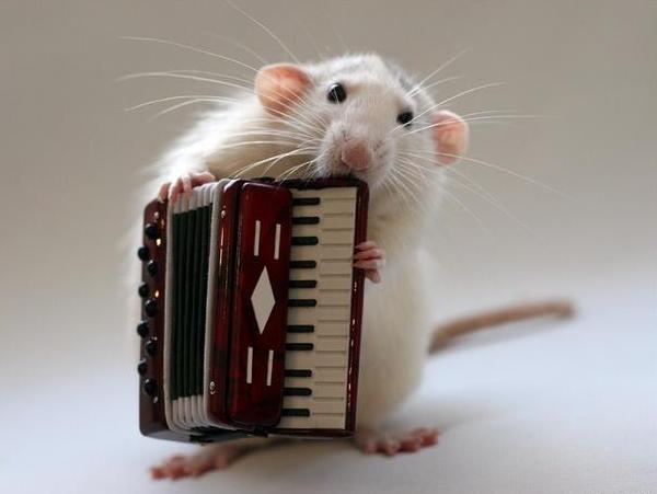 002_white_rats1-1322.jpg