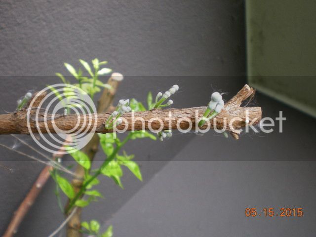 002_zps2p7qswgo.jpg