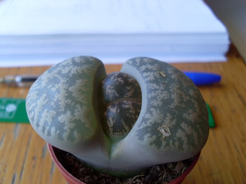 002lithops431-05-10.jpg