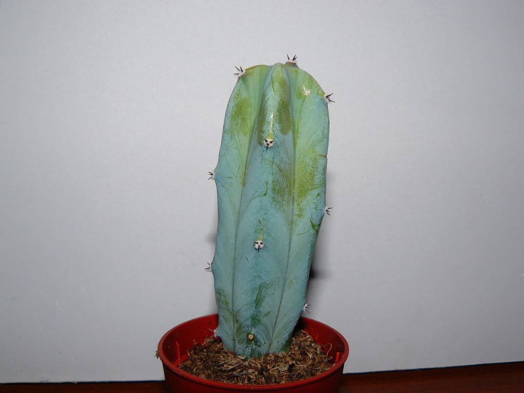 003-1.jpg