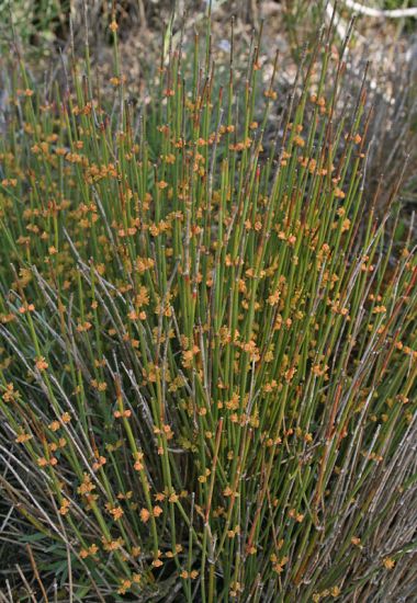 003-ephedra-distachya.jpg