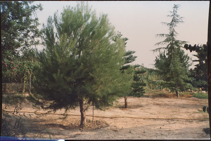 003.jpg