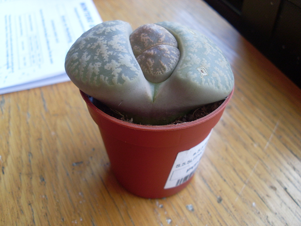 003lithops414-06-10_zpsf7e5376b.jpg