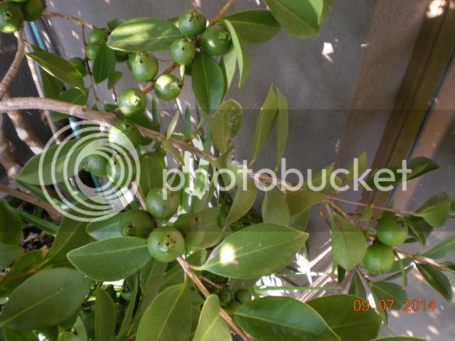 004_zpsa358d84e.jpg