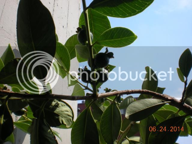 004_zpsa38b359c.jpg