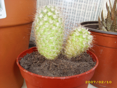 005 - copia (2).gif