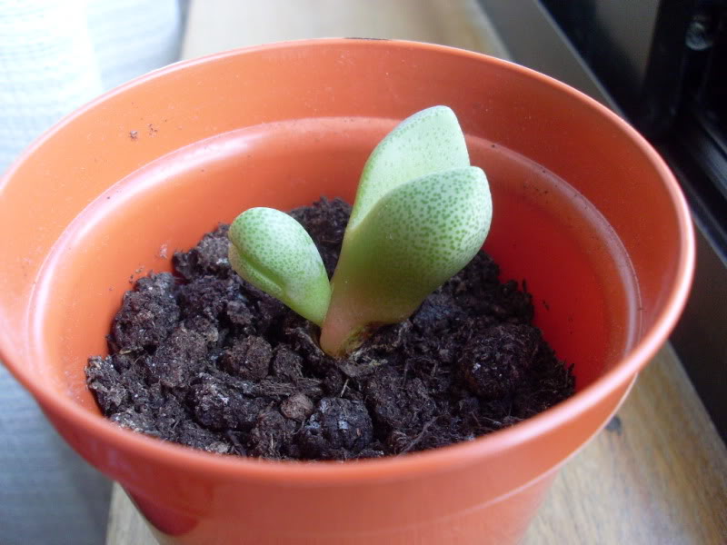 005pleiospilos131-05-10.jpg