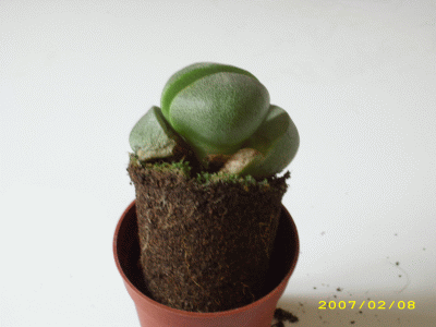 006.gif
