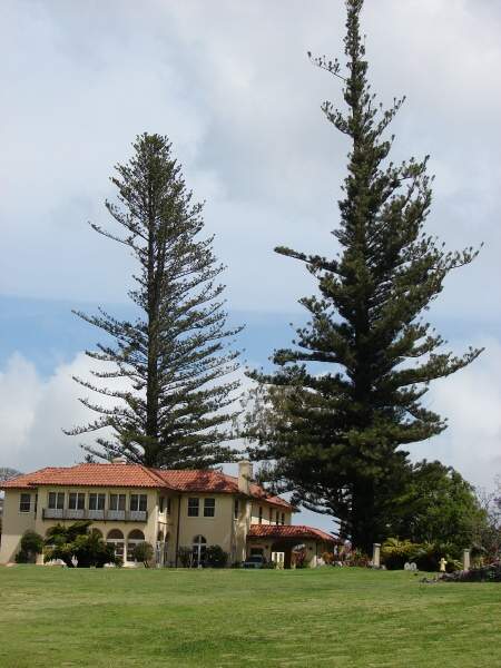 00671-Araucaria-heterophylla.jpg