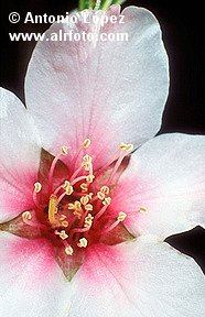 0092_prunus_amygdalus_dulcis_flores_almendro.jpg