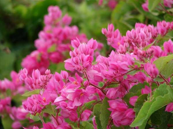 00997-Antigonon-leptopus.jpg