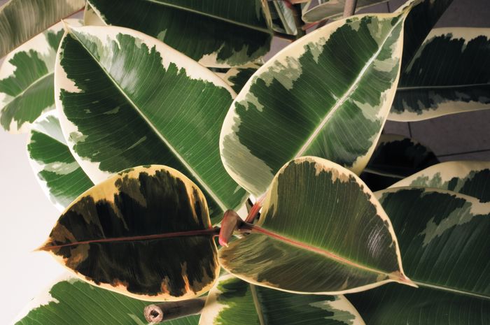 00_ficus_ela.jpg