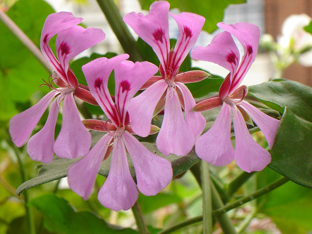 00_Pelargonium_peltatum.jpg