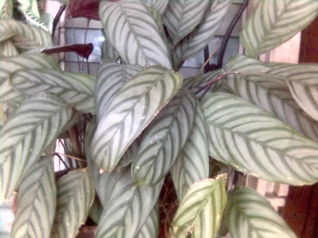 01-08-06_1237.jpg