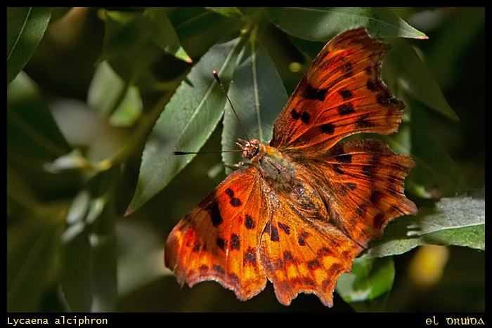 01-Polygonia_c-album.jpg