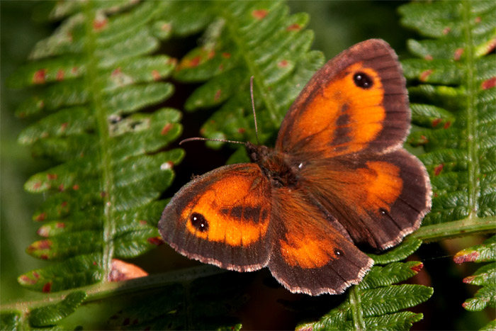 01-Pyronia_tythonus.jpg