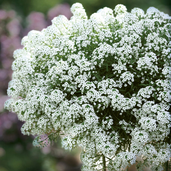 01082011010331_Lobularia%20Snow%20Princess%20Grup%20Roig.jpg