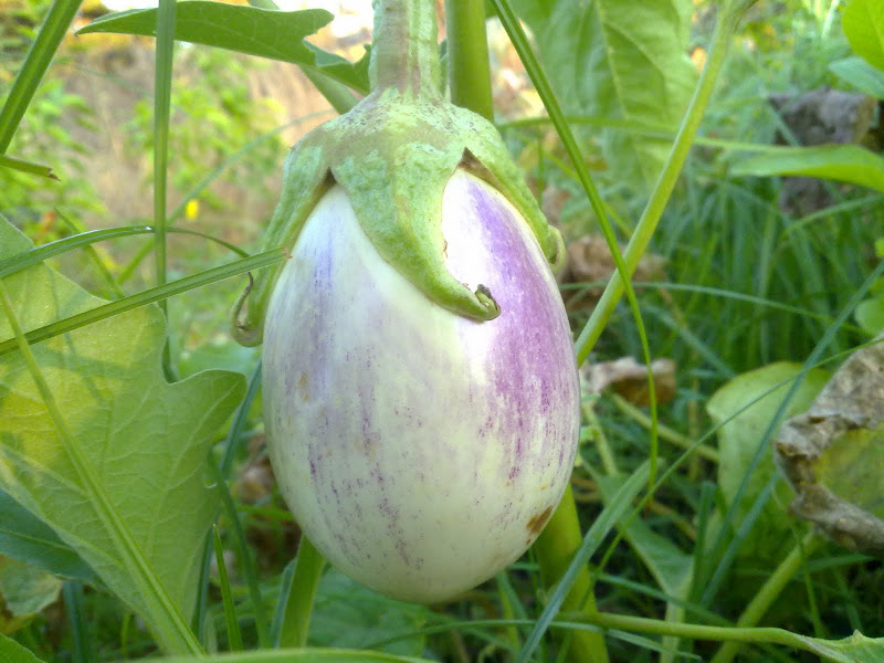 01082011312.jpg