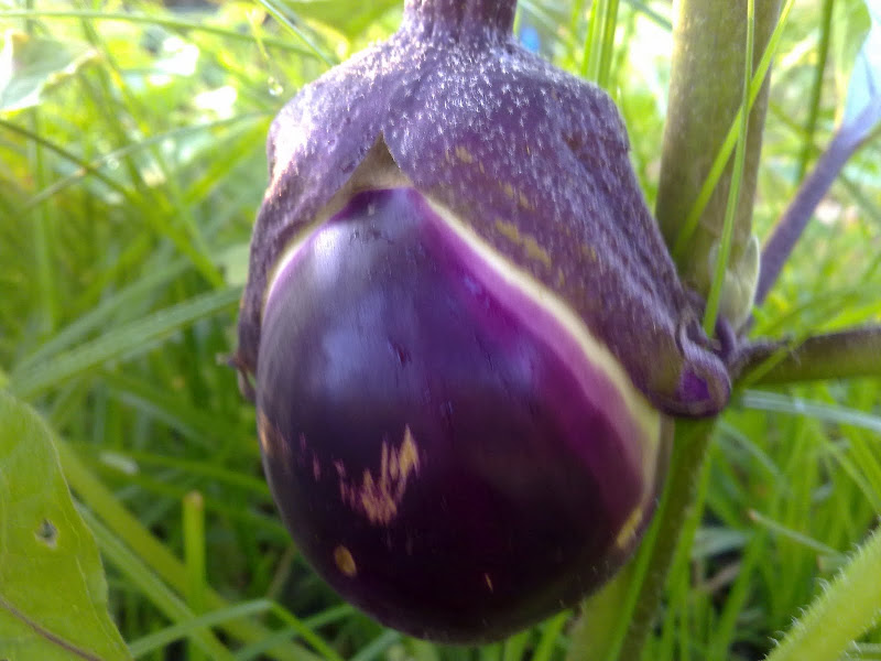 01082011313.jpg