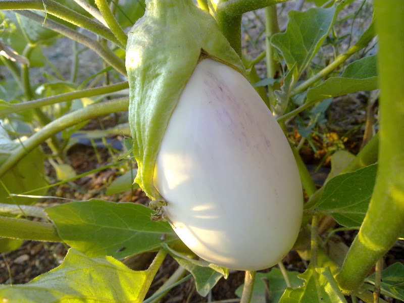 01082011316.jpg