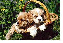 011019_cp_caldo_perritos.jpg