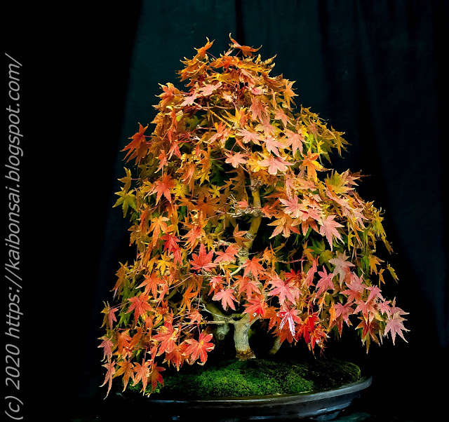 01112020-palmatums%2B001.jpg