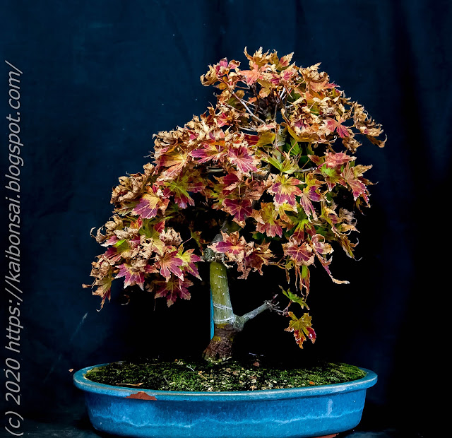 01112020-palmatums%2B005.jpg