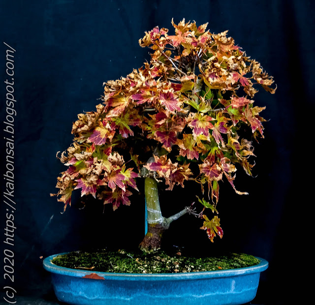 01112020-palmatums%2B006.jpg