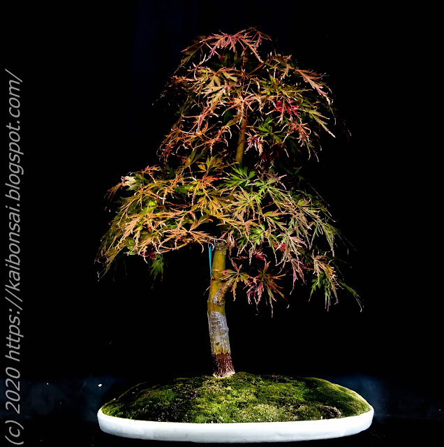 01112020-palmatums%2B007.jpg