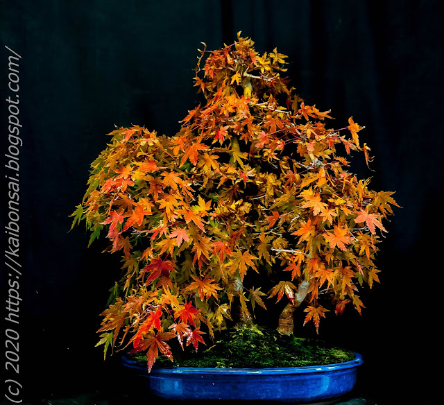 01112020-palmatums%2B010.jpg