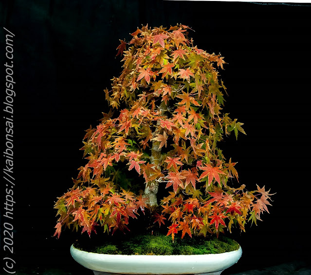 01112020-palmatums%2B012.jpg