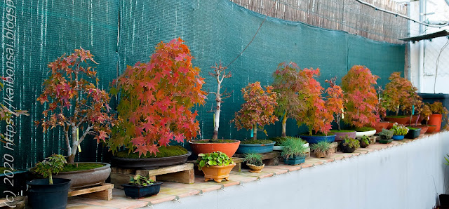 01112020-palmatums%2B018.jpg