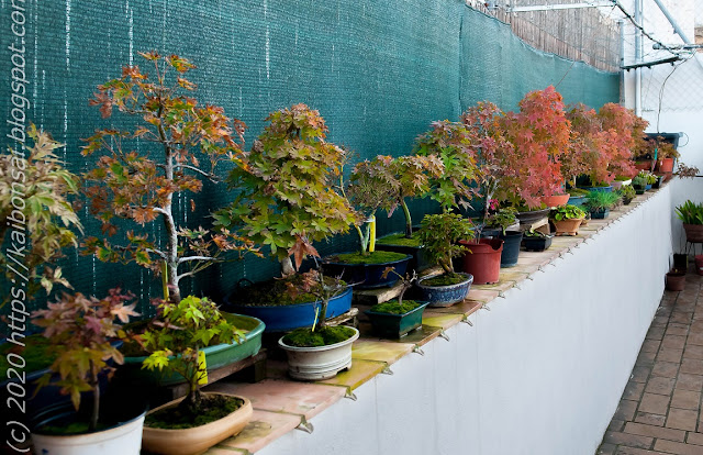 01112020-palmatums%2B020.jpg