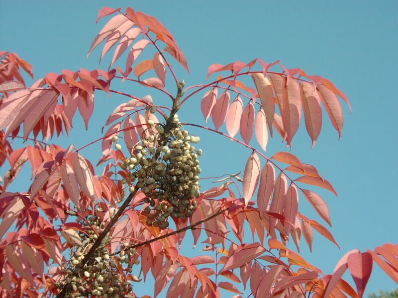 011124Rhus.jpg